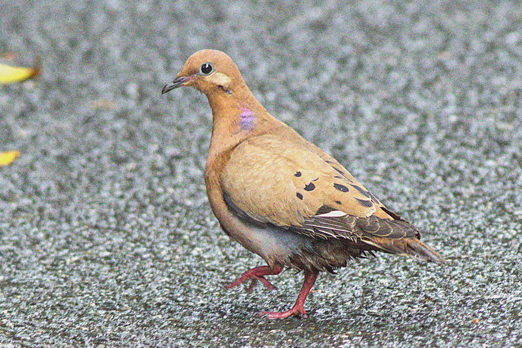 Zenaida Dove (image by Eustace Barnes)