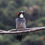 Acorn Woodpecker (image by Fito Downs)