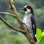 Acorn Woodpecker (Image by Fito Downs)
