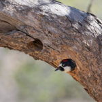 Acorn Woodpecker (image by Mike Watson)
