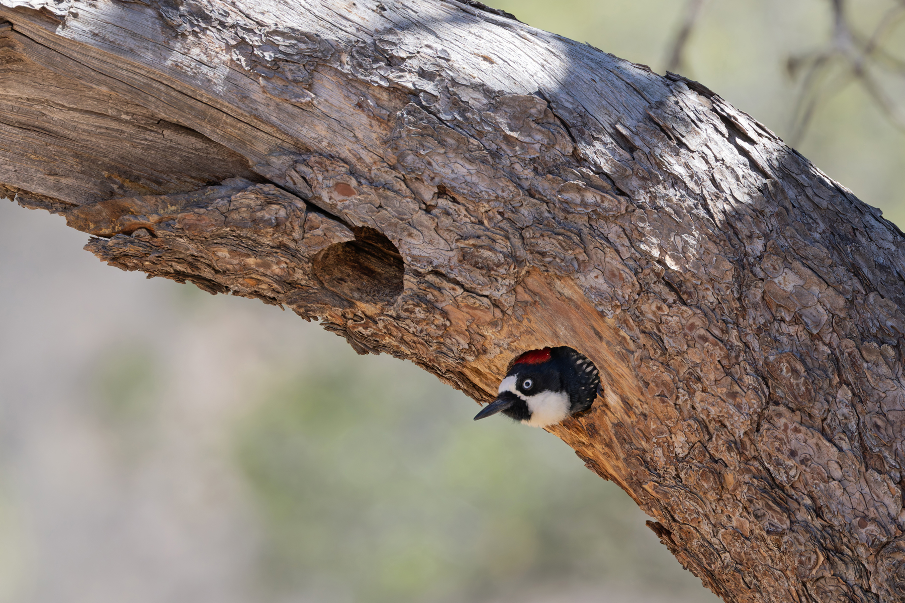 Acorn Woodpecker (image by Mike Watson)