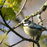African Blue Tit (image by Sjoerd Radstaak)