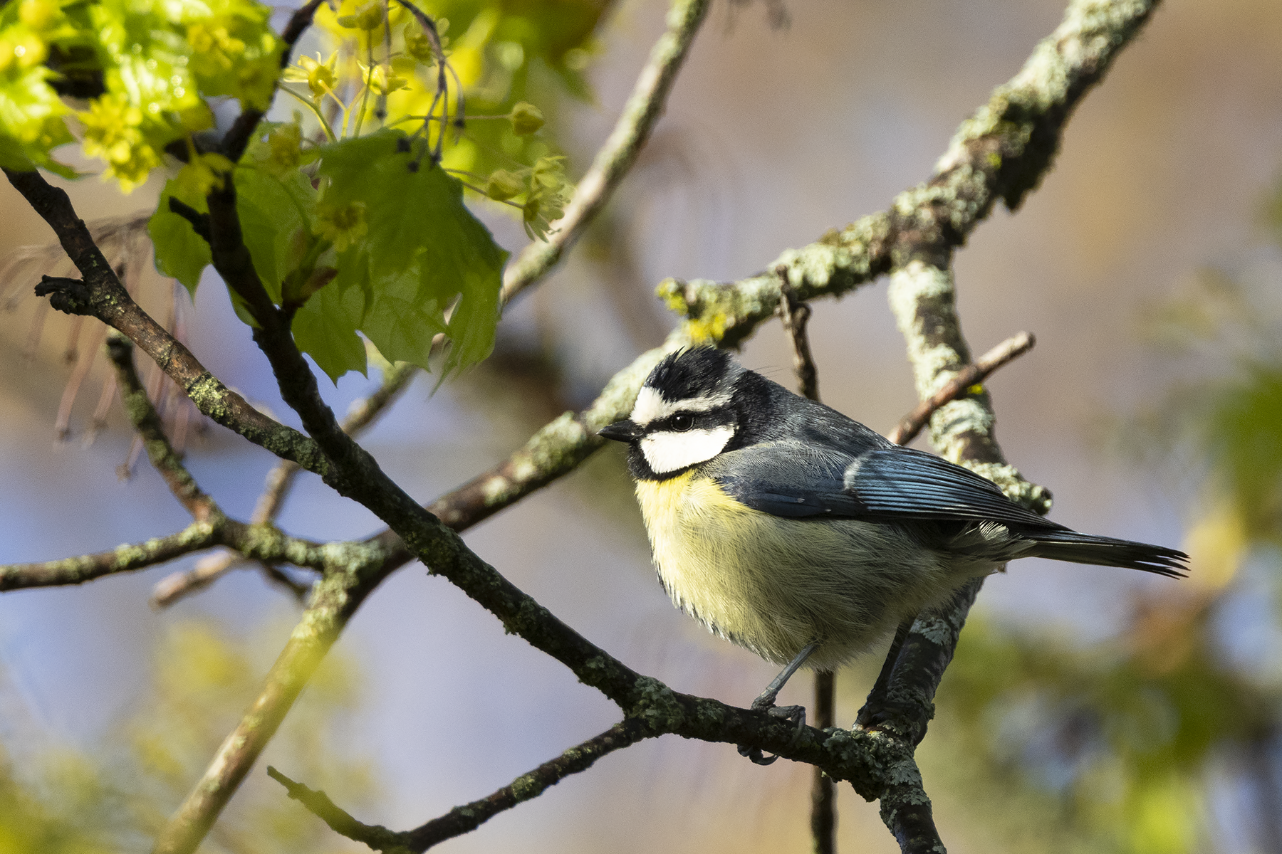 African Blue Tit (image by Sjoerd Radstaak)