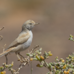 African Desert Warbler (image by Sjoerd Radstaak)