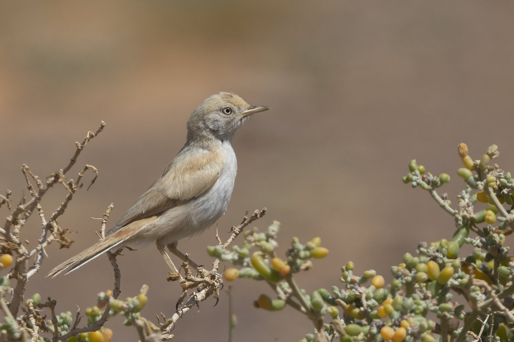 African Desert Warbler (image by Sjoerd Radstaak)
