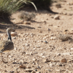 African Houbara (image by Sjoerd Radstaak)