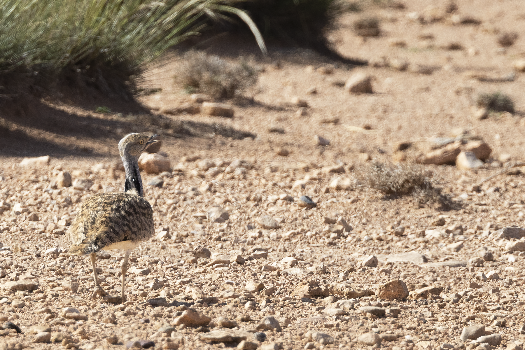 African Houbara (image by Sjoerd Radstaak)