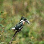 Amazon Kingfisher (image by Fito Downs)