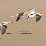 American Avocet (image by Mike Watson)