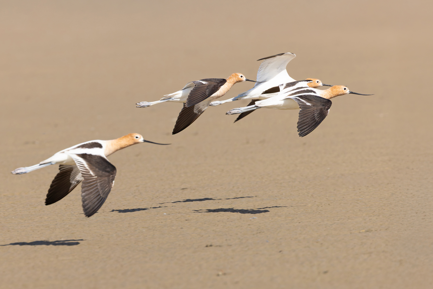 American Avocet (image by Mike Watson)