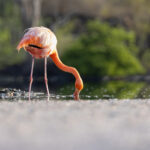 American Flamingo (image by Mike Watson)