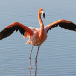 American Flamingo (image by Mike Watson)