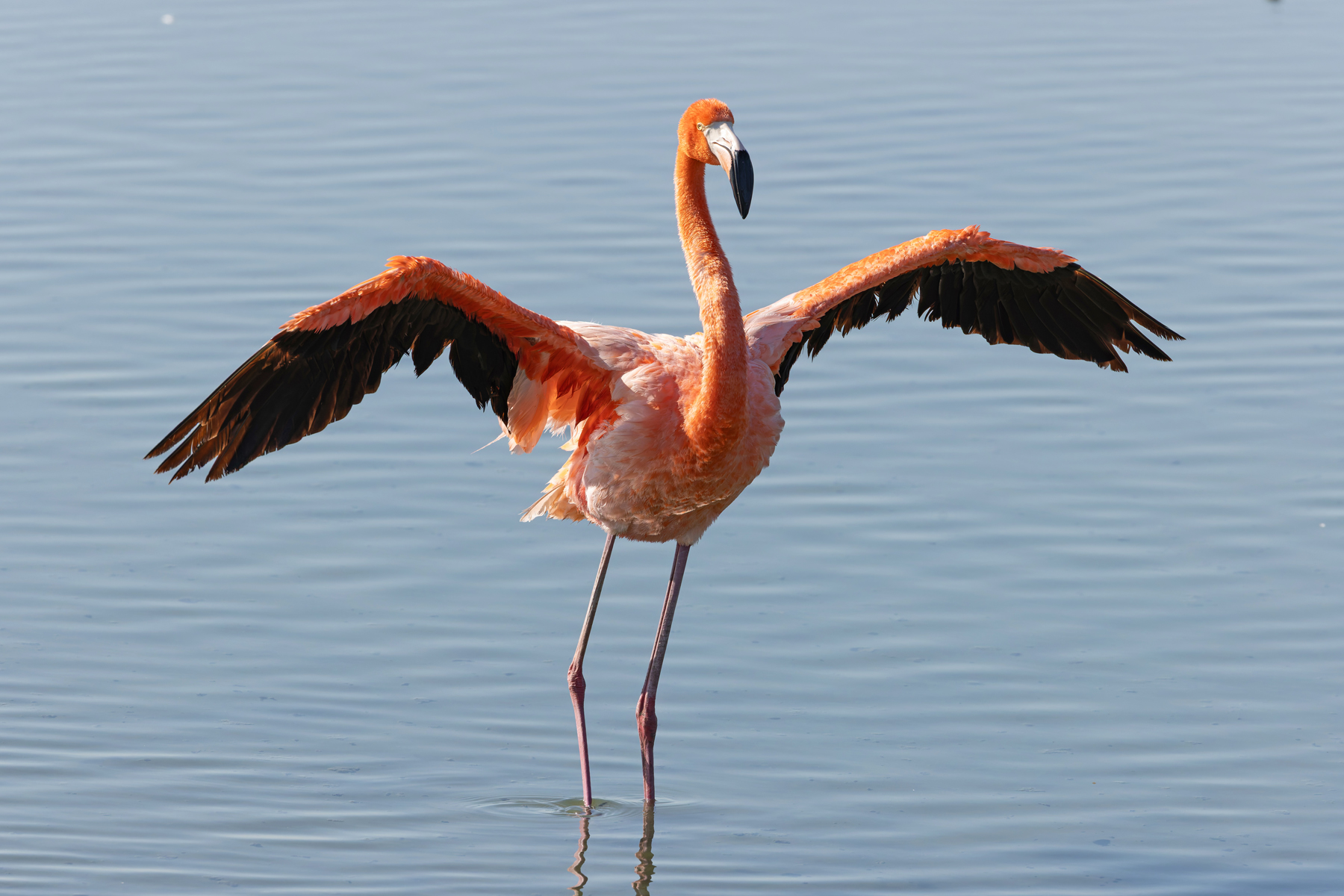 American Flamingo (image by Mike Watson)