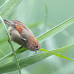 Ashy-throated Parrotbill (image by Simon Mitchell)