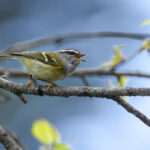 Ashy-throated Warbler (image by Simon Mitchell)