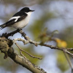 Atlas Pied Flycatcher (image by Sjoerd Radstaak)