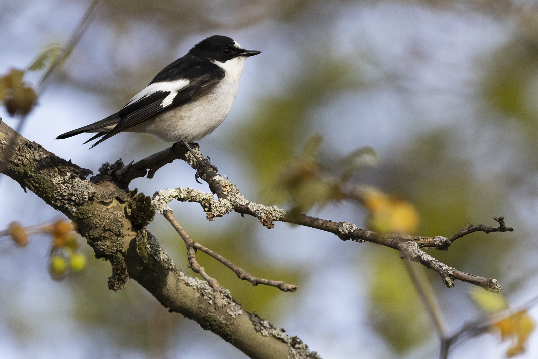 Atlas Pied Flycatcher (image by Sjoerd Radstaak)