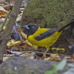 Audubon's Oriole (Dickey's) (image by Pete Morris)