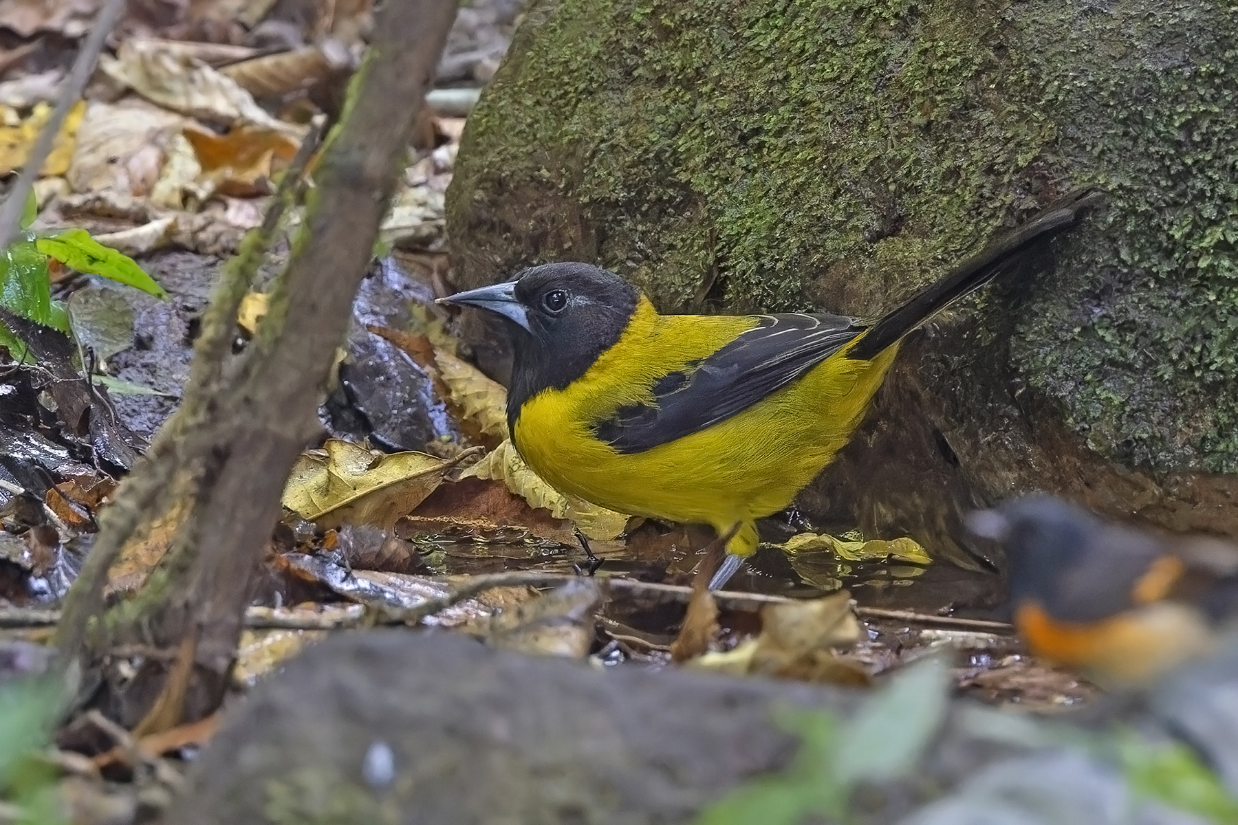 Audubon's Oriole (Dickey's) (image by Pete Morris)