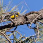 Audubon's Warbler (image by Mike Watson)