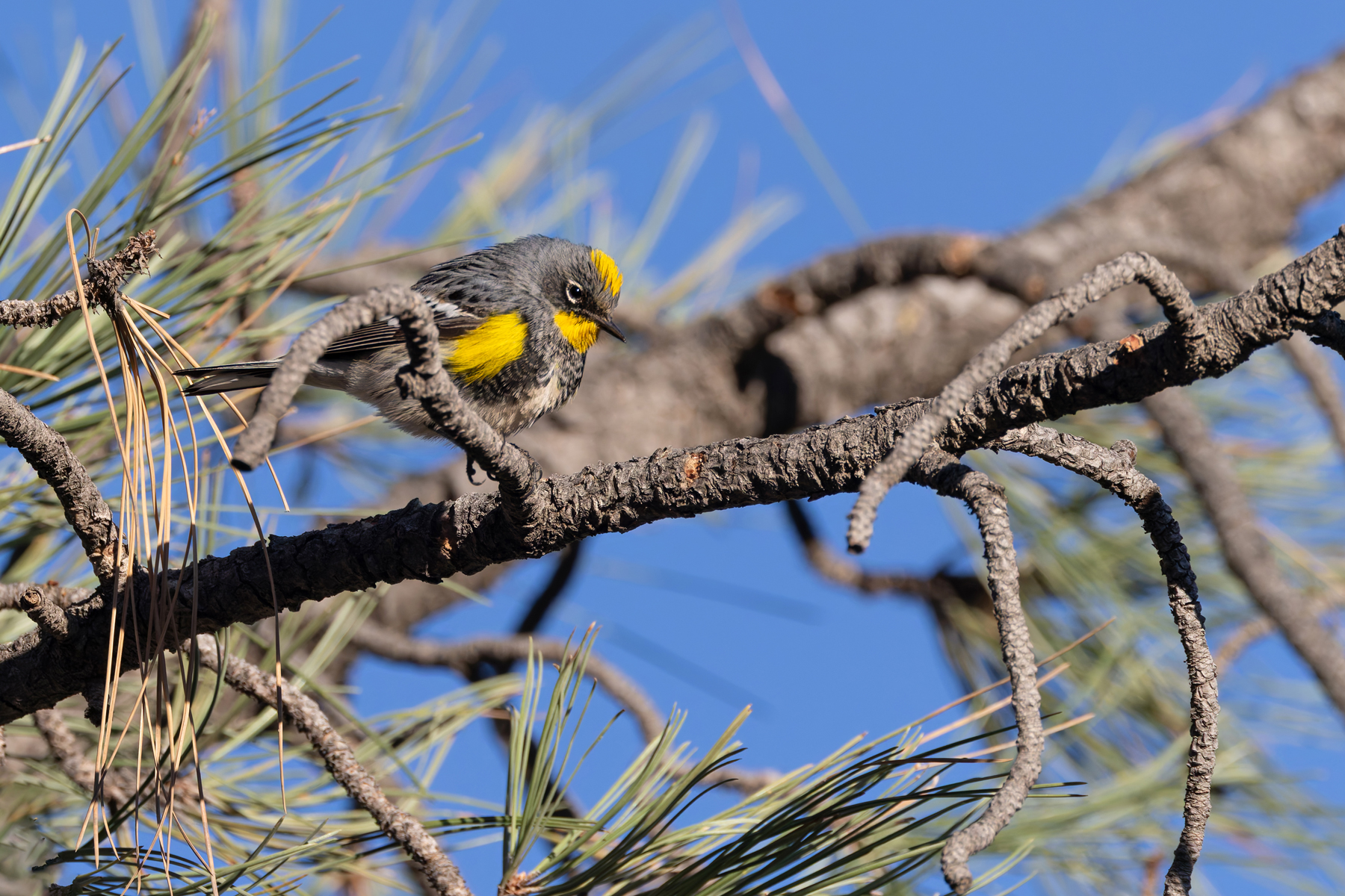 Audubon's Warbler (image by Mike Watson)