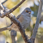 Baird's Junco (image by Pete Morris)