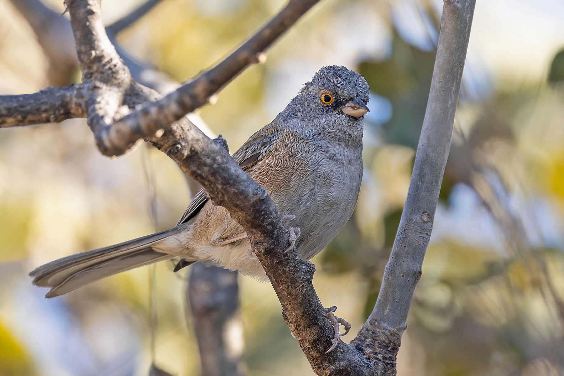 Baird's Junco (image by Pete Morris)