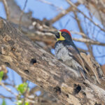 (Baja) Acorn Woodpecker (image by Pete Morris)