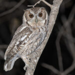 Balsas Screech Owl (image by Pete Morris)