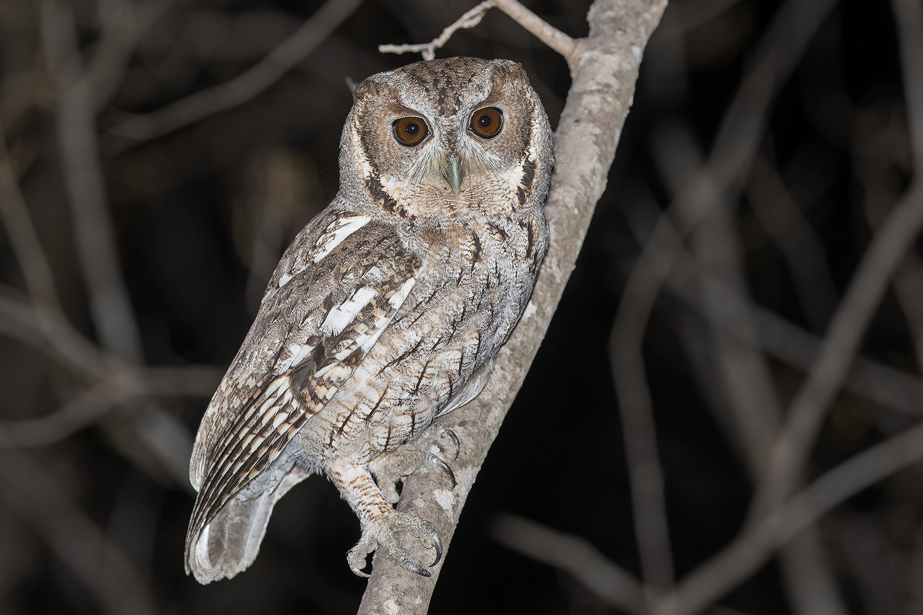 Balsas Screech Owl (image by Pete Morris)
