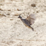 Banded Quail (image by Pete Morris)