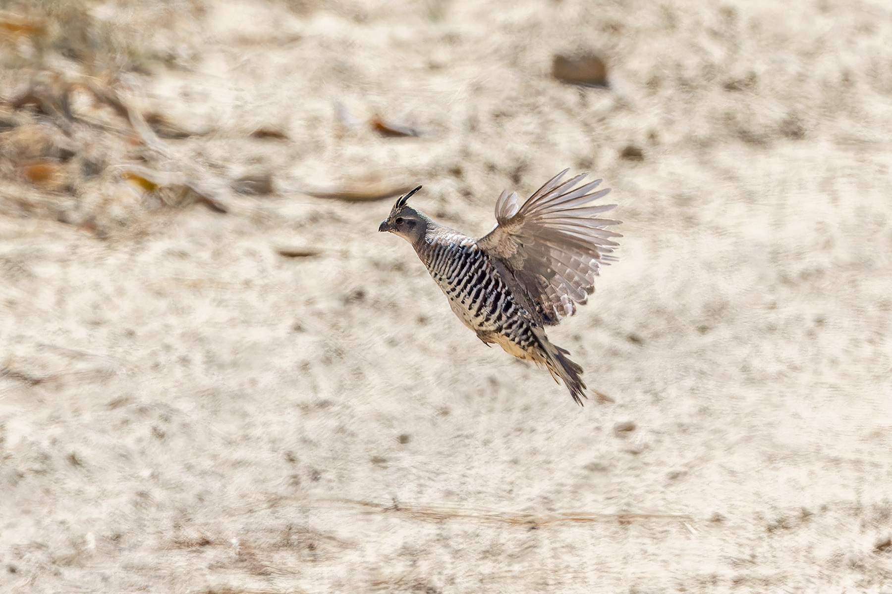 Banded Quail (image by Pete Morris)