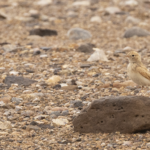 Bar-tailed Lark (image by Sjoerd Radstaak)