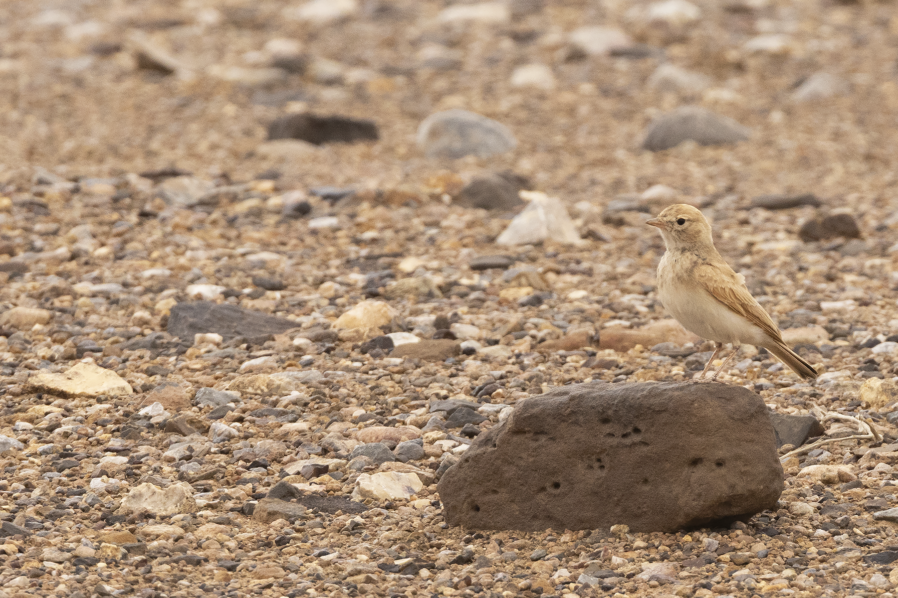 Bar-tailed Lark (image by Sjoerd Radstaak)