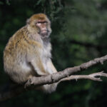 Barbary Macaque (image by Martin Hale)