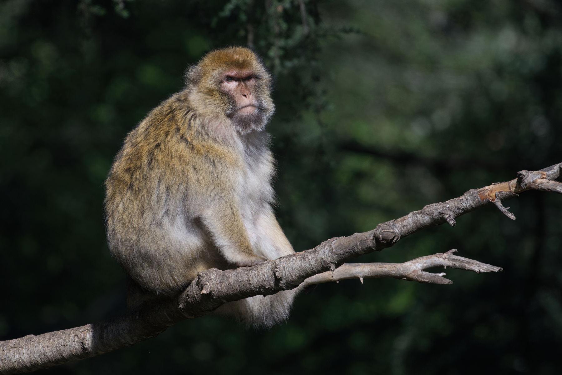 Barbary Macaque (image by Martin Hale)