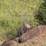 Barbary Partridge (image by Sjoerd Radstaak)