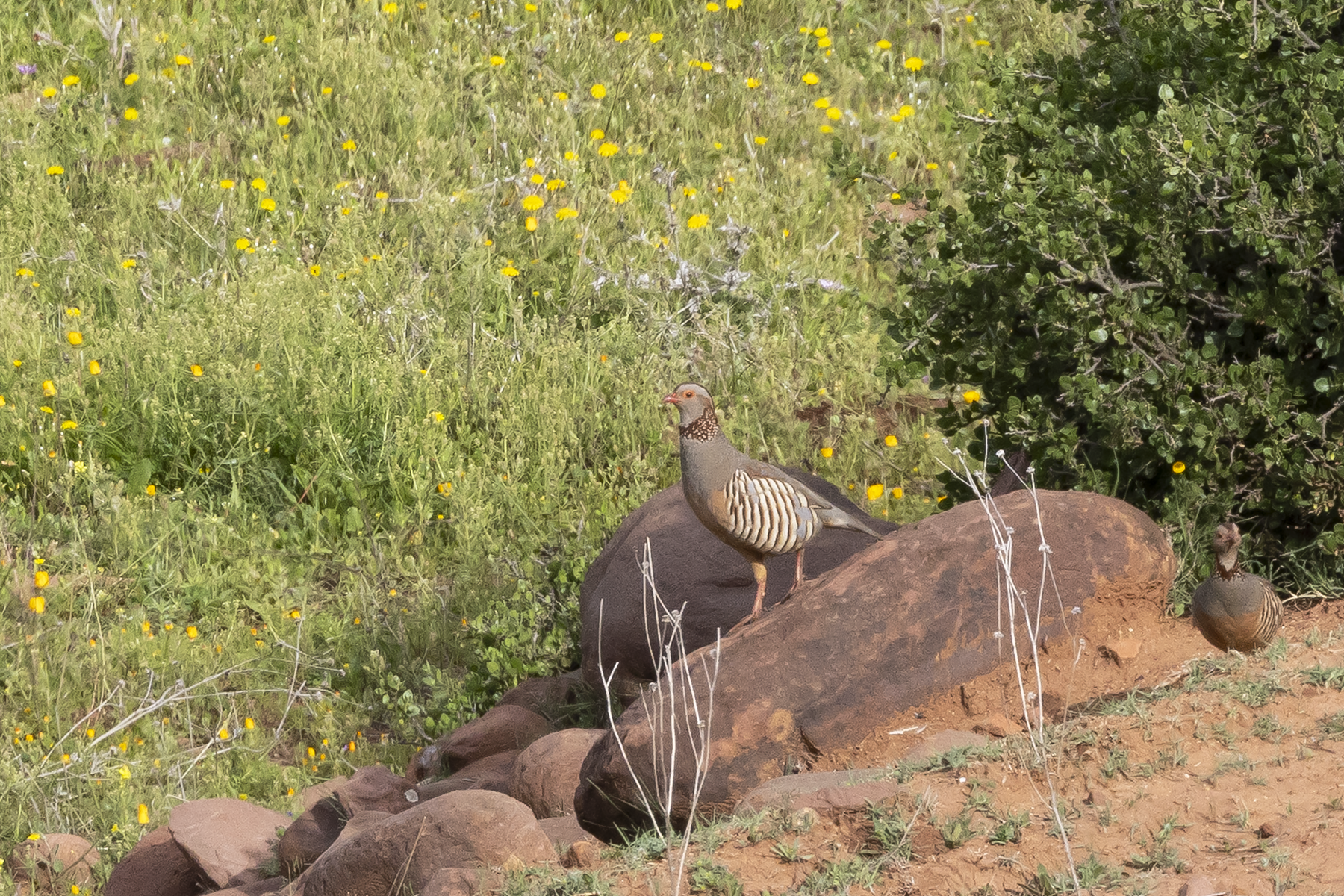 Barbary Partridge (image by Sjoerd Radstaak)