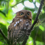 Bare-shanked Screech Owl (image by Fito Downs)