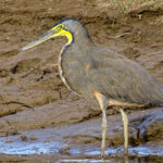 Bare-throated Tiger Heron (Image by Fito Downs)