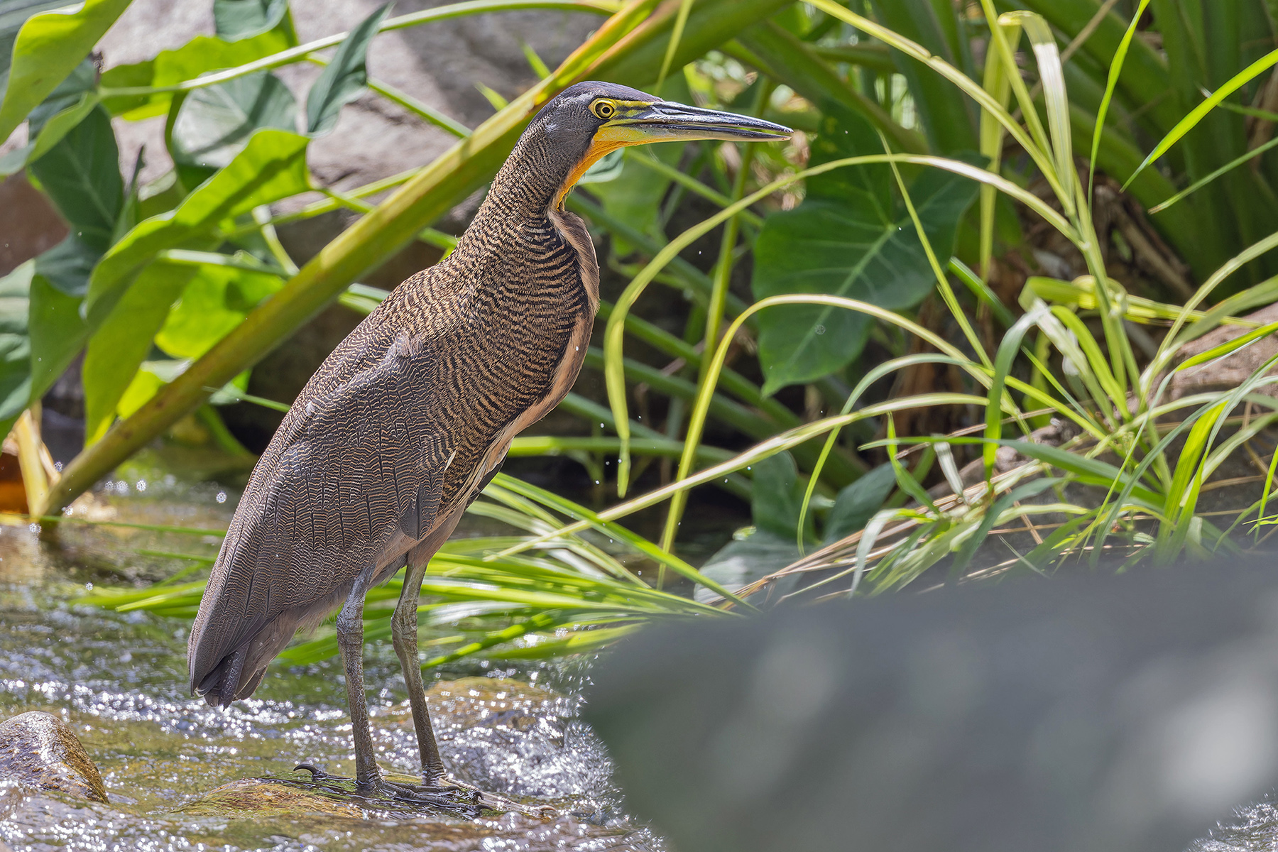 Bare-throated Tiger Heron (image by Pete Morris)
