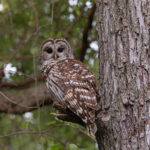 Barred Owl (image by Mike Watson)