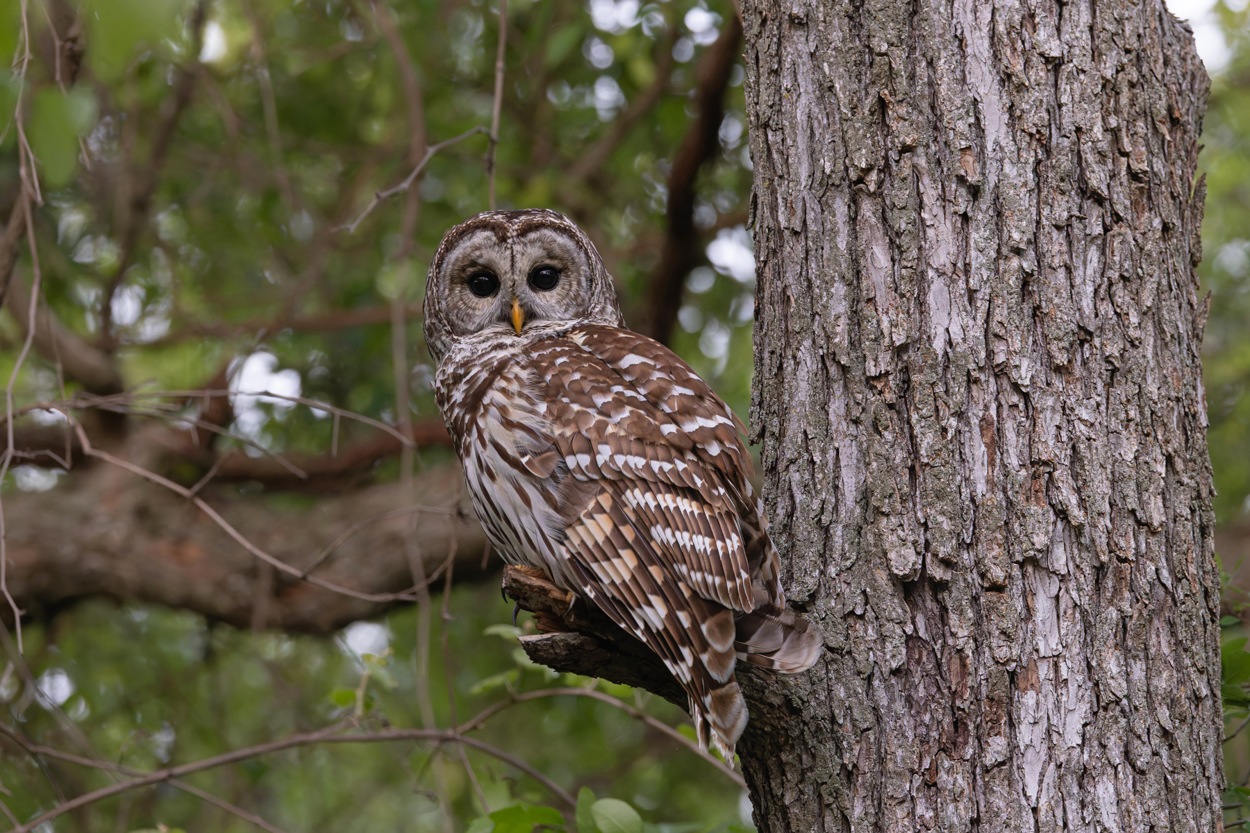 Barred Owl (image by Mike Watson)