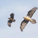 Bearded Vulture with Steppe Eagle (image by Trevor Ellery)
