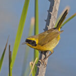 Belding's Yellowthroat (image by Pete Morris)