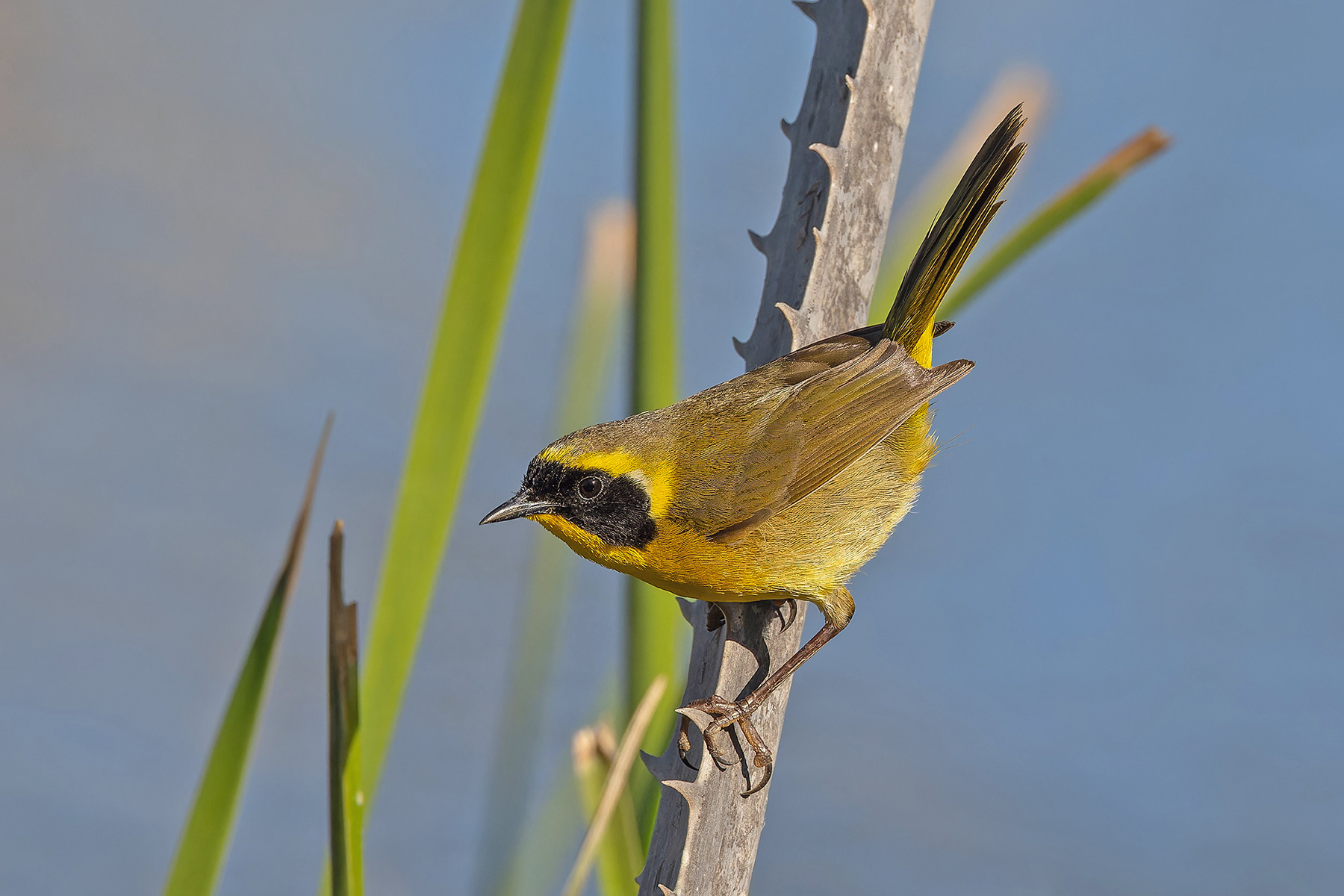 Belding's Yellowthroat (image by Pete Morris)