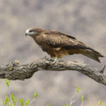Black Kite ssp lineatus (image by Trevor Ellery)