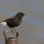 Black Wheatear (image by Sjoerd Radstaak)
