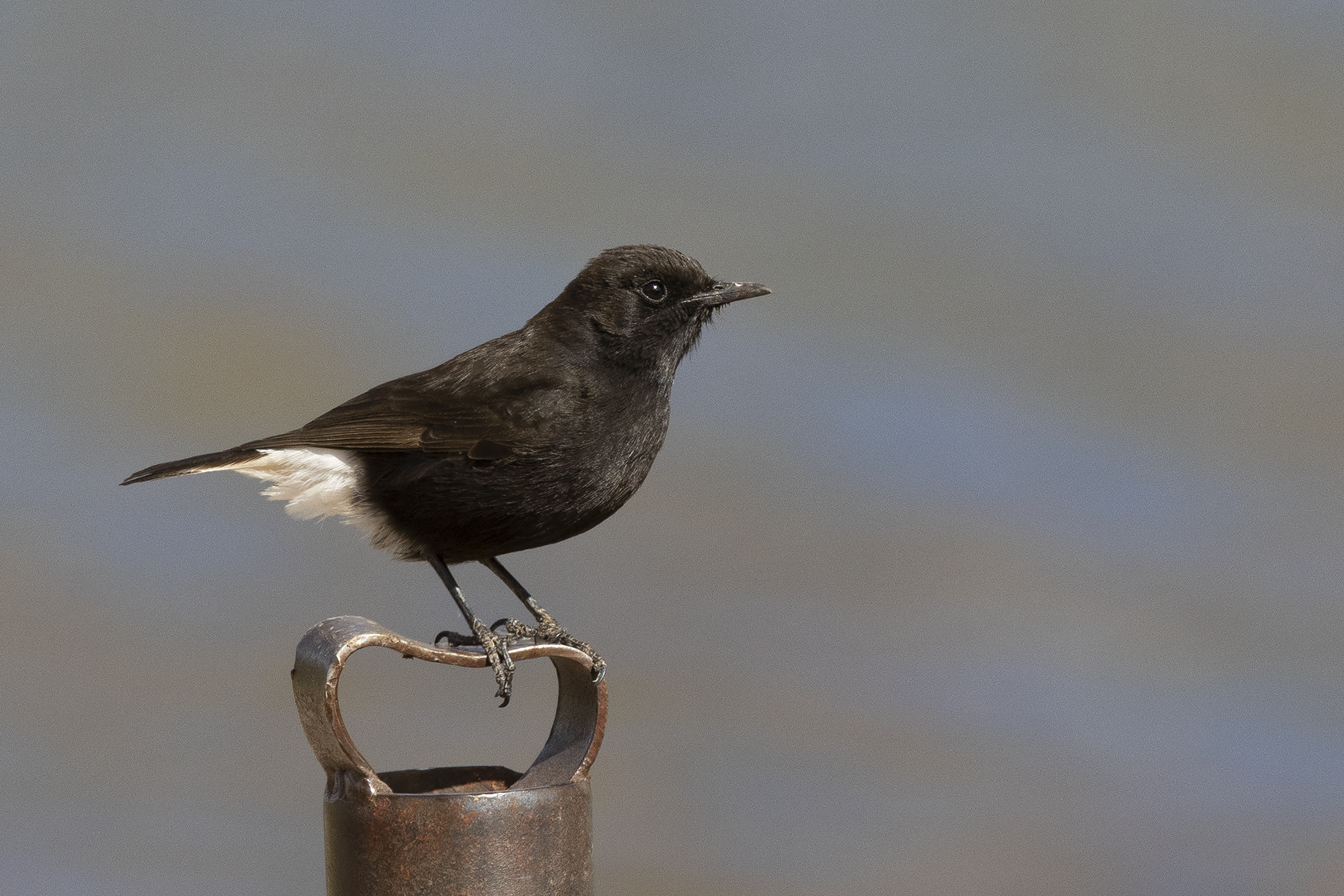 Black Wheatear (image by Sjoerd Radstaak)