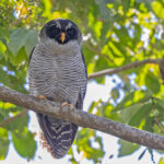 Black-and-white Owl (image by Pete Morris)